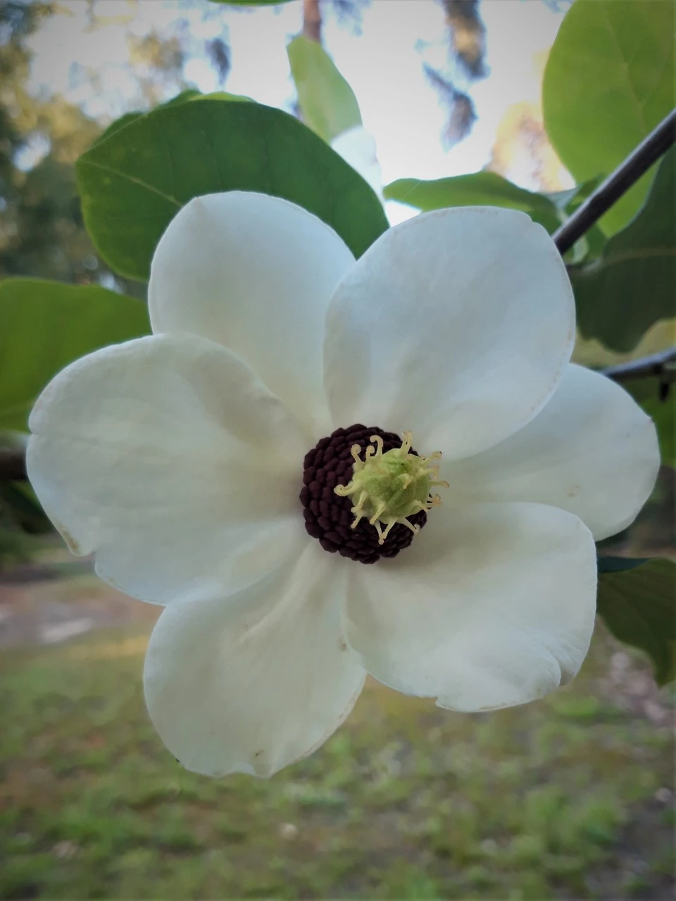 M. sieboldii